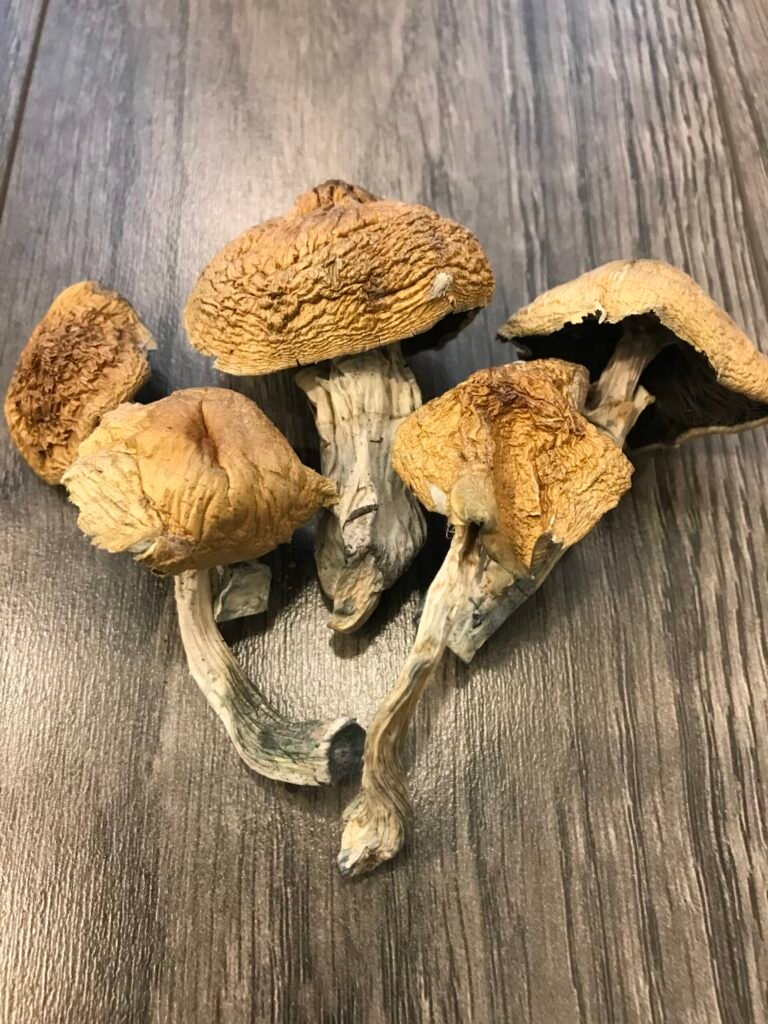 Alacabenzi-Cubensis-scaled-1-1