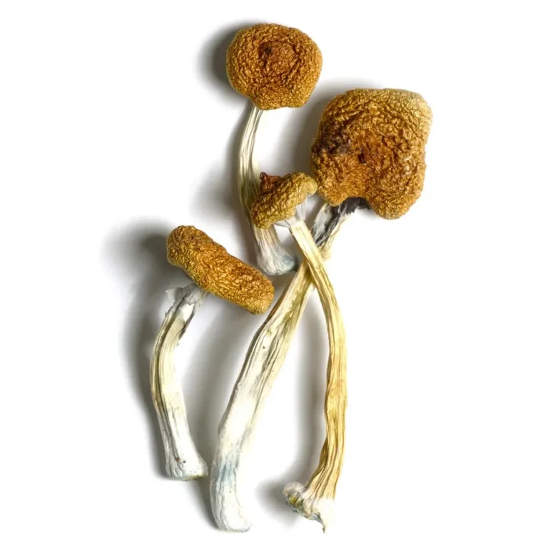 Bpsilocybe-cubensis