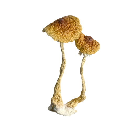 Cambodian-mushroom
