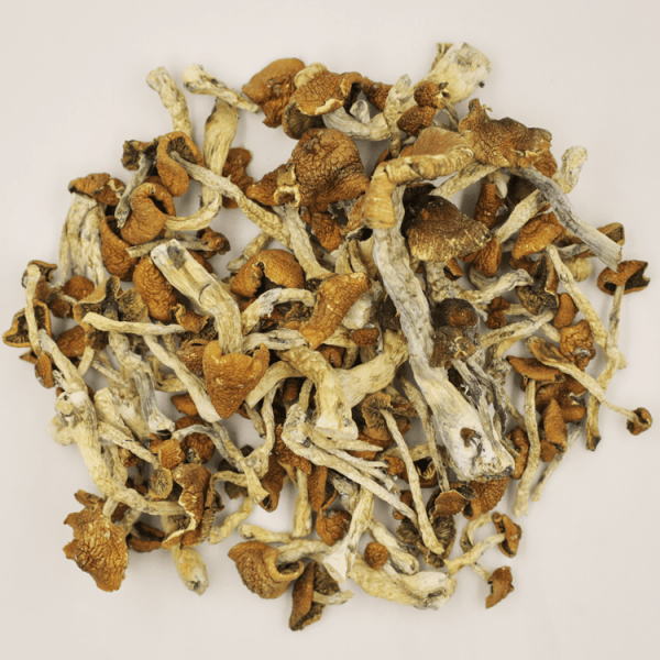 Ecuador-Psilocybe-Cubensis