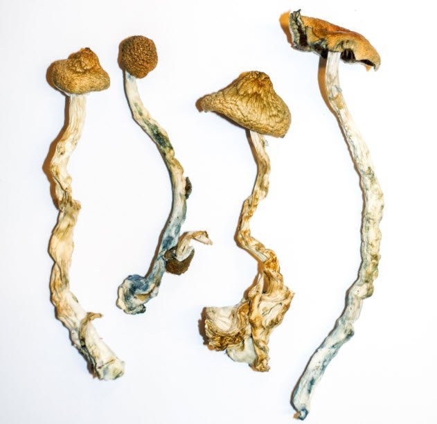 Our-Top-5-Selling-Magic-Mushroom-Strains-and-Why