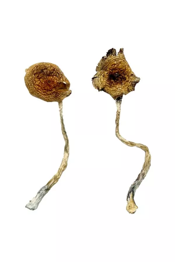 a350e846a12d3a17ebc0f5c51edac743.Ban-Thurian-Magic-Mushrooms-1