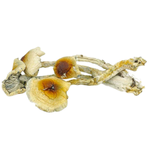 Chitwan Mushroom