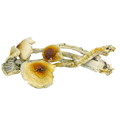 Chitwan Mushroom