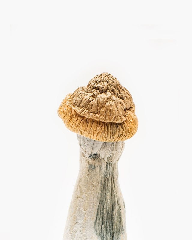 penis-envy-mushroom-2